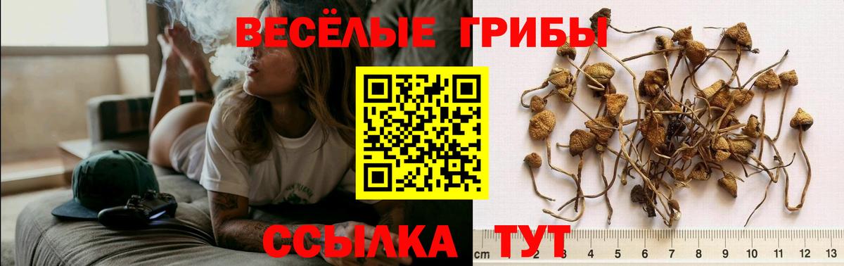 Галлюциногенные грибы Cubensis  Вход с VPN  Чебаркуль 